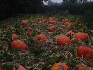 2010 Nipomo Pumpkin Patch